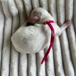 AKC Pink Collar - Red female Havanese puppy in Dallas, Georgia from West Cobb Dogs