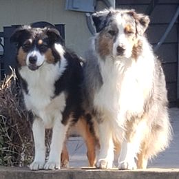 Australian Shepherds from WildVine Aussies