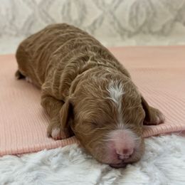 Lexi - Apricot female Goldendoodle puppy in Somerset, Ohio from Odyssey Pups