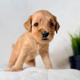 Yellow (Girl 1) - Red  female Goldendoodle puppy in Portland, Oregon from Smith Family Doodles