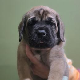 Girl 8 - Fawn female Mastiff puppy in Lake Villa, Illinois from Kharisma Mastiffs