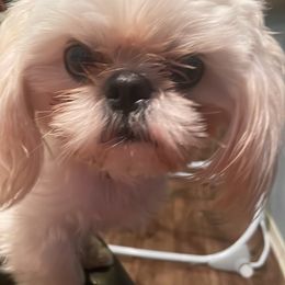 Jasper - Shih Tzu