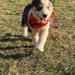 Siberian Husky Puppies from Siberian Huskies-Beckham the Great