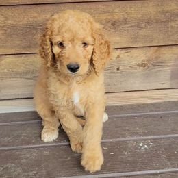 Pumpkin - Red female Bernedoodle puppy in Christiana, Tennessee from Southern Home Pups