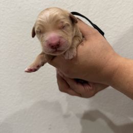 Boy 2 - Golden male Golden Retriever puppy in Victorville, California from Martinez Goldens