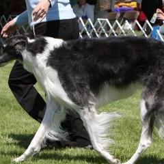 Borzois from Chase N' Dreamz Borzoi