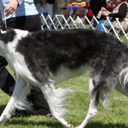 Borzois from Chase N' Dreamz Borzoi