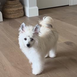 Goldie - Cream female Chinese Crested puppy in Dublin, California from Show Style Chinese Cresteds
