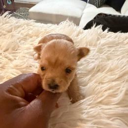 Girl 3 - Chocolate and tan female Yorkshire Terrier puppy in Selden, New York from Alisha's Yorkshire Terriers