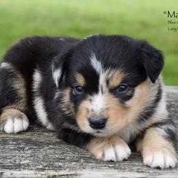 Marina - Blue merle female Miniature Australian Shepherd puppy in Evant, Texas from Lazy VT Bar Ranch
