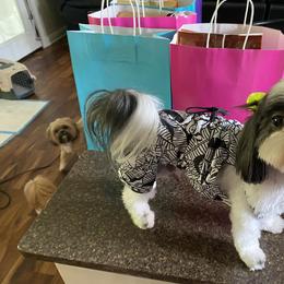 Shih Tzu All Grown Up from Hjo’s Pupdates