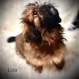 Shih Tzu Puppies from LowCol Ranch