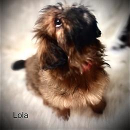 Shih Tzu Puppies from LowCol Ranch