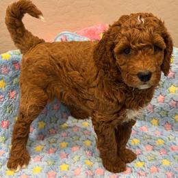 Bear - Red  male Goldendoodle puppy in Maricopa, Arizona from AZ Designer Goldendoodles
