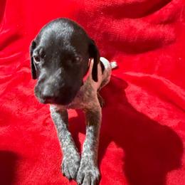 Dk Pink - Black roan female German Shorthaired Pointer puppy in Jackson, Georgia from Rosengrace Gsps (formerly Tiner GSP’s)