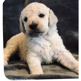 Poodles from Kissme Standard Poodles