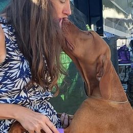 Blaze - Vizsla