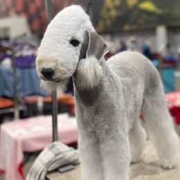 Tyrant - Bedlington Terrier