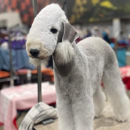 Tyrant - Bedlington Terrier