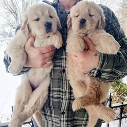 Golden Retriever and Labrador Retriever Puppies from Harvest Moon Farms