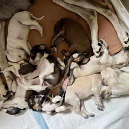 Puppy 1 - Cream female Saluki puppy in Cameron, North Carolina from Hayat Salukis