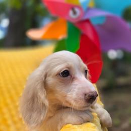Henry - Piebald male Dachshund puppy in Tuscaloosa, Alabama from Watermelon Doxies