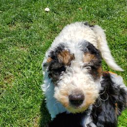 Pomeranian and Sheepadoodle Puppies from Fluffy Wonders Poms and Doodles