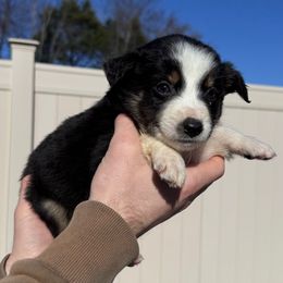 Boy 1 - Black tri male Miniature Australian Shepherd puppy in Murfreesboro, Tennessee from Norby's Mini Aussies