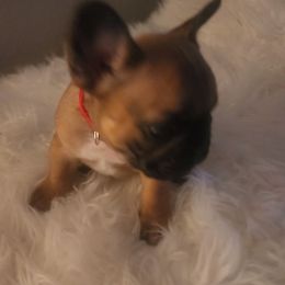 French Bulldog Puppies from Ma Chérie French Bulldogs