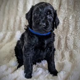 Goldendoodles from Hobbit Hollow Acres Kennels