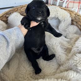Winslow - Black and white male Cockapoo puppy in Lafayette, Louisiana from Kinkade Kennels