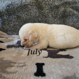 July-no collar - Yellow male Labrador Retriever puppy in Davenport, Washington from LynnDee's Kennel