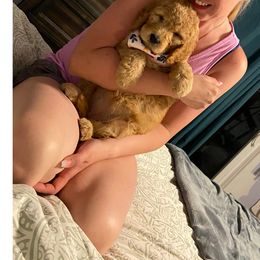 Goldendoodle Puppies from Jeanbeans Doodles