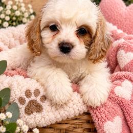 Estella - White female Cavapoo puppy in Hickory, North Carolina from Homegrown Spaniels