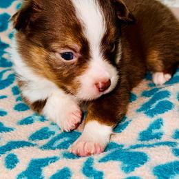Red Tri girl - Red tri female Toy Australian Shepherd puppy in Oklahoma City, Oklahoma from Faith River Aussies