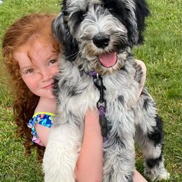 Goldendoodle Puppies from Little Bear Doodles