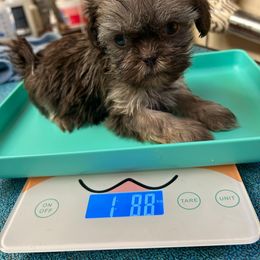Tiny boy. New pic - Chocolate and tan male Shih Tzu puppy in Lebanon, Missouri from Anna's Babies in the Midwest