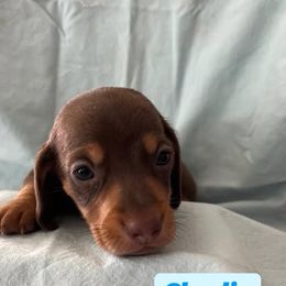 Dachshund Puppies from M & M Breeding