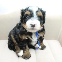 Troy - Tri-color male Bernedoodle puppy in Saratoga Springs, Utah from Saratoga Springs Doodles