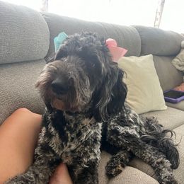 Holly - Goldendoodle