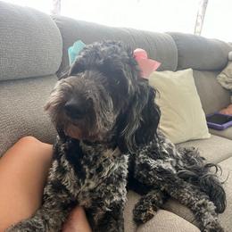 Holly - Goldendoodle