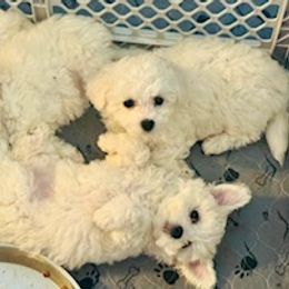 Bichon Frise Puppies from Litters of Love