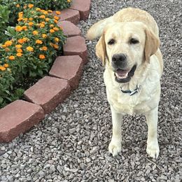 Spring - Labrador Retriever