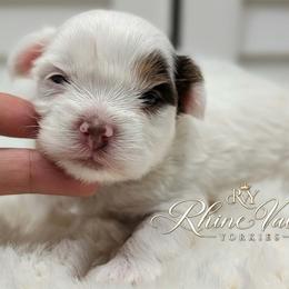 Collette - Chocolate, tan and white female Yorkshire Terrier puppy in Austin, Texas from Rhine Valley Yorkies
