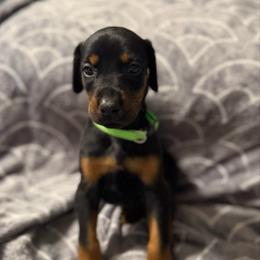 Girl 6 - Black and rust female Doberman Pinscher puppy in Lake City, Florida from Paintedcrazy Doberman Pinchers