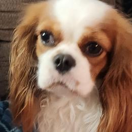 Karlee - Cavalier King Charles Spaniel