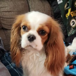 Karlee - Cavalier King Charles Spaniel
