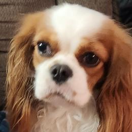 Karlee - Cavalier King Charles Spaniel