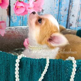Delia - Fawn and white female Chihuahua puppy in Anderson, South Carolina from Lil Treasures Chihuahuas