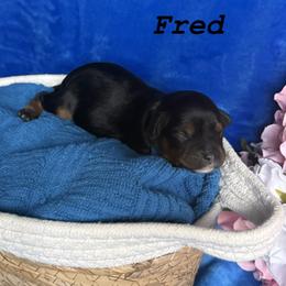 Fred - Tri-color male Cavapoo puppy in Sun City, Arizona from AZ Cavapoos